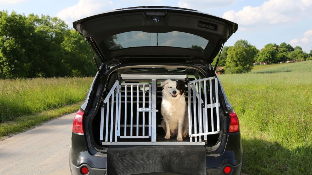 Cómo debe viajar tu mascota en el coche