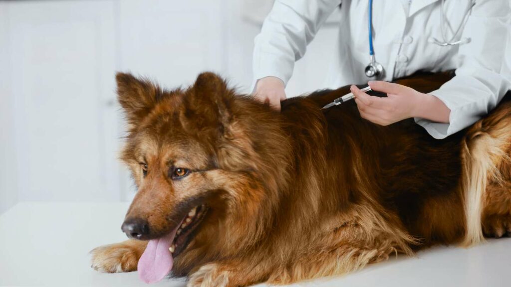 Vacunas obligatorias para perros: guía práctica