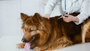 Vacunas obligatorias para perros: guía práctica