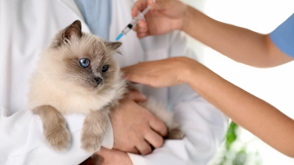 Guía de vacunación para gatos