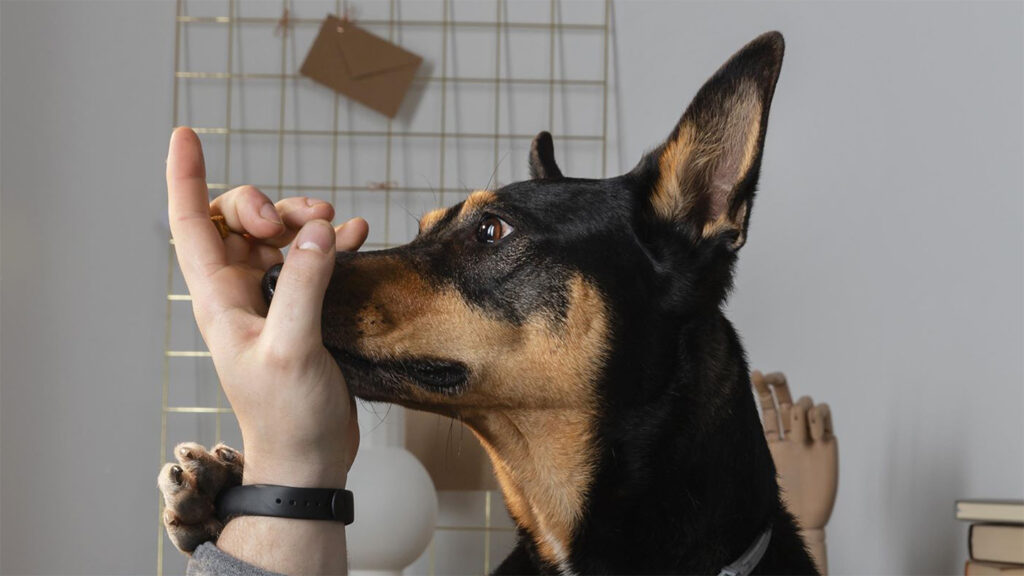 ¿El seguro de hogar cubre la mordedura de un perro?