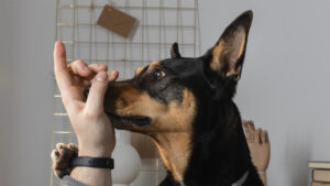 ¿El seguro de hogar cubre la mordedura de un perro?