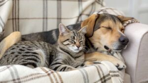 ¿Se puede tener mascota en un piso de alquiler?