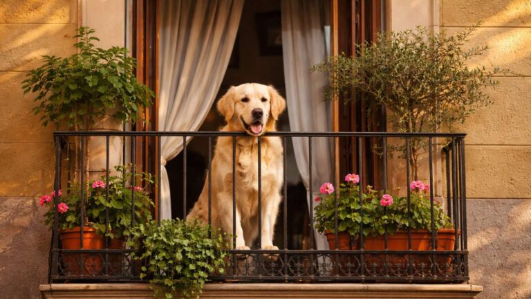 ¿Se puede tener una mascota en la terraza de casa?