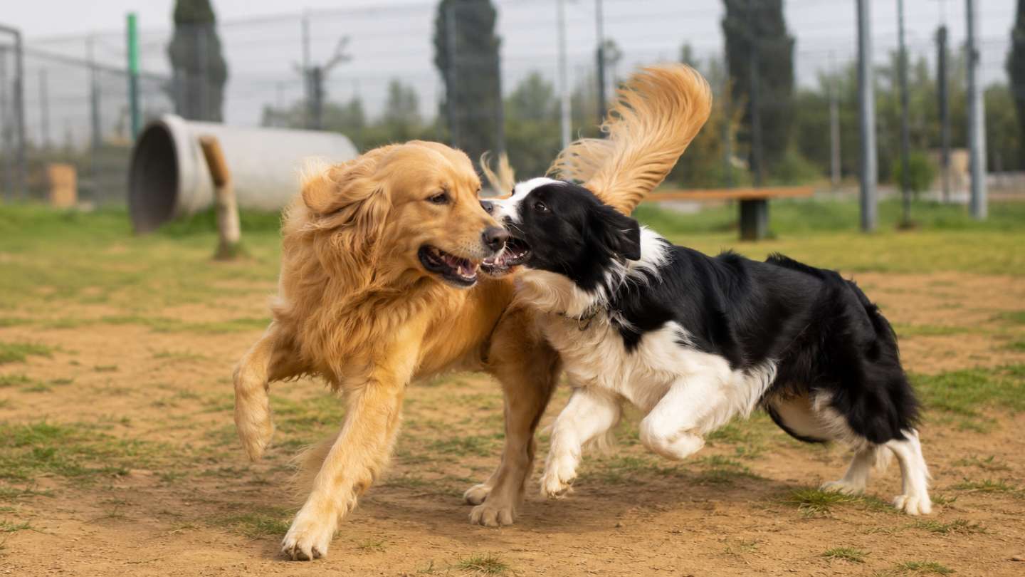 Dos perros jugando.