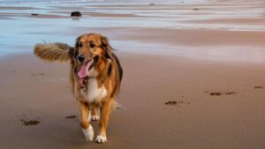 Perros en la playa: normativa y sanciones más comunes