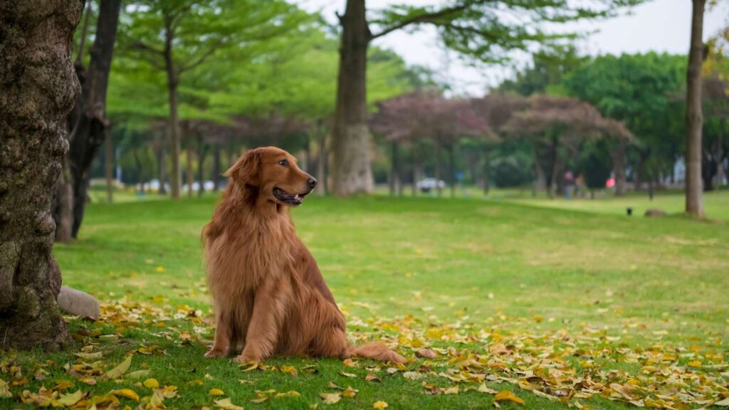 Multas por perros en parques y responsabilidad civil del propietario