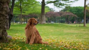 Multas por perros en parques y responsabilidad civil del propietario