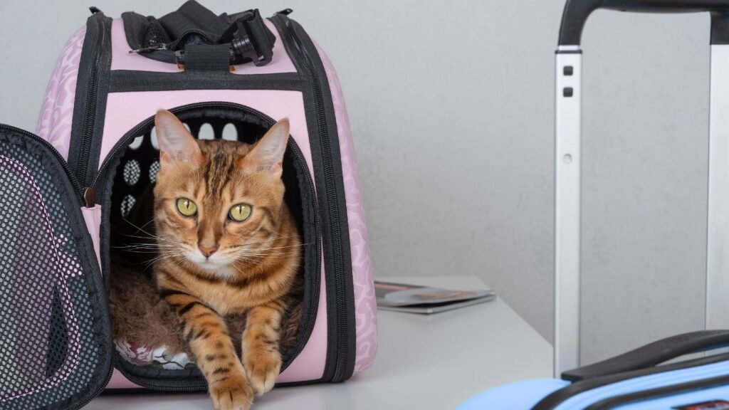Qué tener en cuenta para viajar al extranjero con mascotas