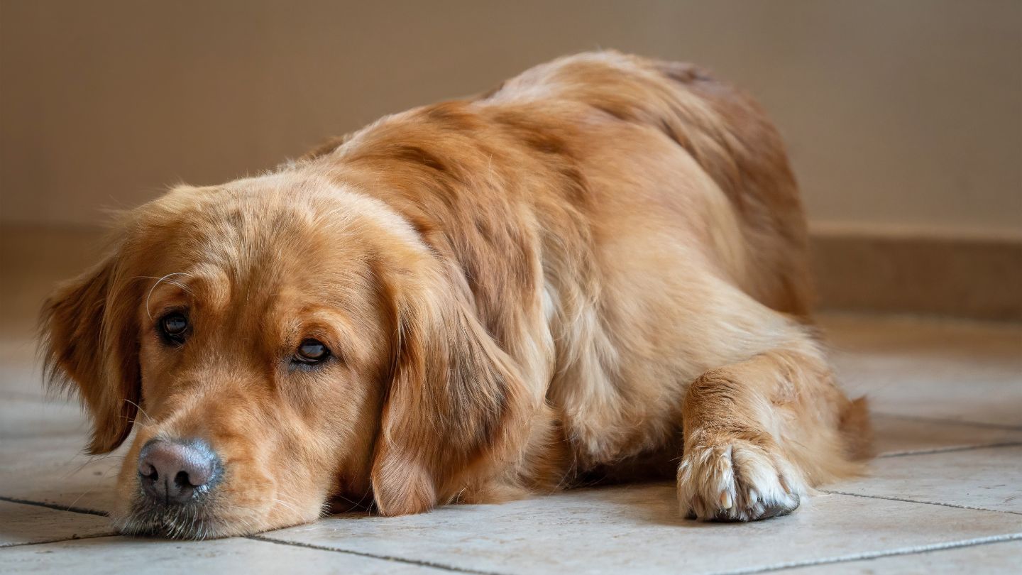 Perro grande tumbado en el suelo de casa.